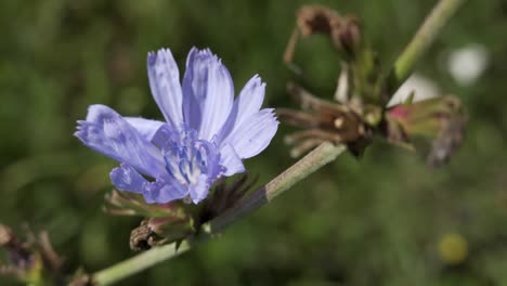 Common-chicory--violet-flower-in-wind