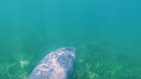 A-Manatee-swim-in-the-tropical-waters-off-Hol-Chan-Marine-Reserve,-San-Pedro,-Belize