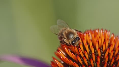 Macro-Of-A-Busy-Bee-Drinking-Nectar-On-orange-Coneflower-in-sunlight-during-daytime