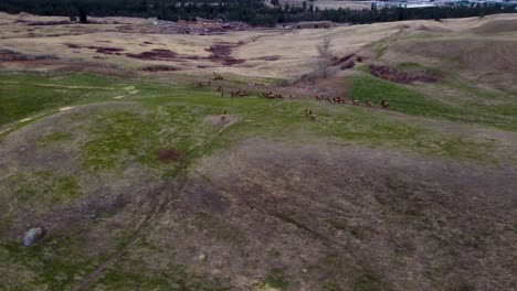 Large-Herd-of-Elk-Migrating-and-Running-in-an-Open-Field