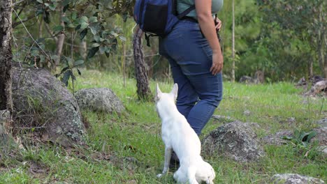 Travel-photographer-woman-carrying-a-backpack-and-her-camera,-walks-in-the-forest-and-plays-with-a-white-dog