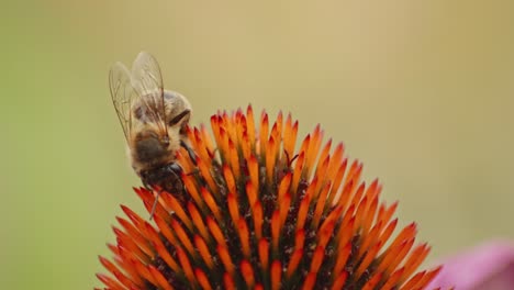Honeybee-on-a-coneflower,-collecting-nectar---Macro-close-up-shot