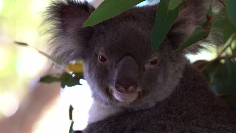 Extreme-Nahaufnahme-Eines-Porträtkopfes-Eines-Süßen,-Benommenen-Koalas,-Phascolarctos-Cinereus-Mit-Flauschigem-Fell,-Der-Auf-Dem-Baum-Träumt,-Australische-Einheimische-Tierarten