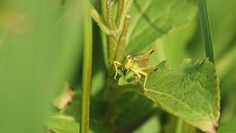 Close-Up-Of-A-Grasshopper-playing-on-Its-legs