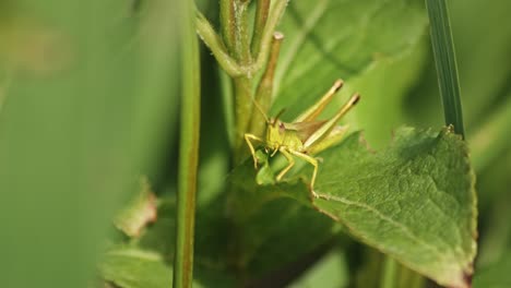 Close-Up-Of-A-Grasshopper-Moving-Its-Hind-Femur
