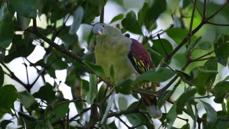 Facing-to-the-left-as-it-looks-around-moving-its-head-forward-then-wags-its-tail-within-the-foliage-of-this-fruiting-tree,-Thick-billed-Green-Pigeon-Treron-curvirostra,-Thailand