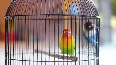 Un-Par-De-Pájaros-Del-Amor-En-Una-Jaula,-Pájaros-Del-Amor,-Pájaros-De-Compañía-Verdes-Y-Azules