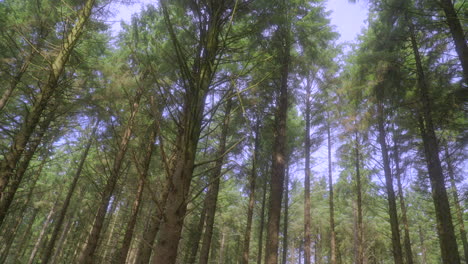 Pine-treetops-swaying-gently-in-the-wind-in-English-woodland-on-bright-summer-day-with-slow-pan