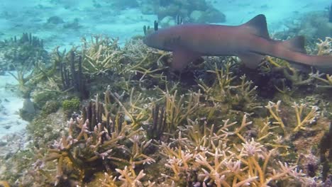 Ein-Ammenhai-Schwimmt-Auf-Dem-Meeresgrund-Der-Tropischen-Gewässer-Vor-Dem-Hol-Chan-Marine-Reserve-In-San-Pedro,-Belize