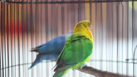 Wunderschöne-Blaue-Und-Grüne-Lovebird-Papageien-Sitzen-Zusammen-Auf-Einem-Ast,-Lovebird-Kuss