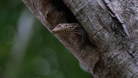 Body-out-of-the-burrow-as-seen-from-under-the-tree-facing-to-the-left-closing-its-eye,-Clouded-Monitor-Lizard-Varanus-nebulosus-Thailand