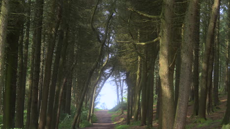Tree-tunnel-zoom-out-reveal-of-pine-forest-pathway-on-summer-day