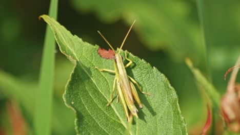 Small-Grasshopper-sits-On-The-Green-Leaf-Of-a-Plant-and-plays-on-Its-legs