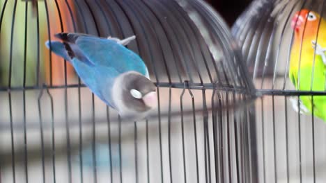 A-pair-of-love-birds-in-a-cage,-love-birds,-green-and-blue-pet-birds