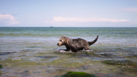 Wet-Playful-Irish-Wolfhound-Dog-Walking-Out-of-Baltic-Sea-Water-Searching-Toy-on-Summer-Day-in-Slow-Motion