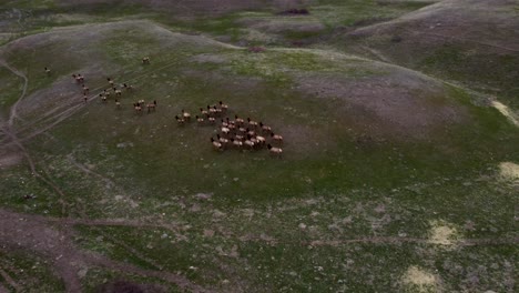 Large-Herd-of-Elk-Migrating-and-Grazing