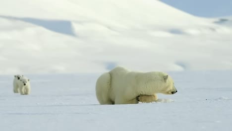 Mother-polar-bear-with-two-cubs-finding-a-place-to-rest-on-the-frozen-lake