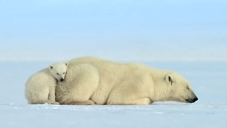 Mother-polar-bear-with-baby-bear-sleeping-and-resting-on-the-fresh-snow-during-the-day
