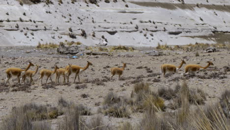 Eine-Herde-Vicuñas,-Die-Durch-Die-Felder-Und-Die-Wüste-Von-Arequipa,-Peru,-Reist