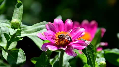Bee-collecting-pollen-from-flower
