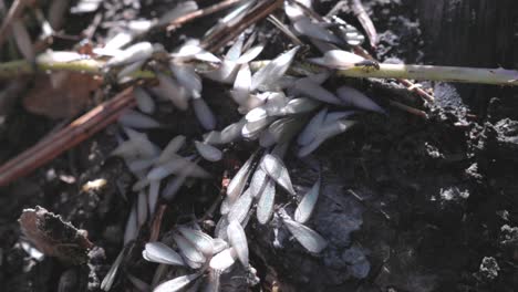Nahaufnahme-Einer-Frisch-Geschlüpften-Gruppe-Fliegender-Termiten-Auf-Dem-Waldboden