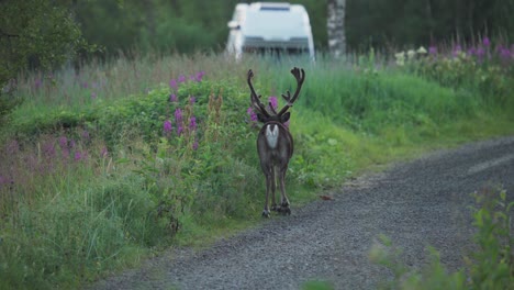 Deer-Strolling-On-a-Grassy-Road,-Vangsvik,-Norway---Close-Up