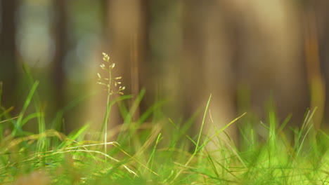 Macro-close-up-of-grass-growing-in-the-forest---slide-left-to-right---the-lush-green-of-the-grass-in-its-natural-environment