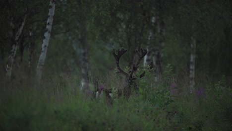Deer-Foraging-on-Woodland-Grass,-Vangsvik,-Norway---Wide