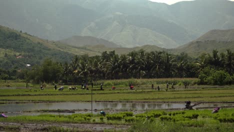Wide-view-of-many-people-working-in-a-rice-field