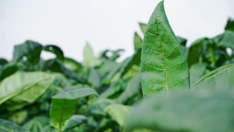 Green-tobacco-leaves-swaying-in-the-wind
