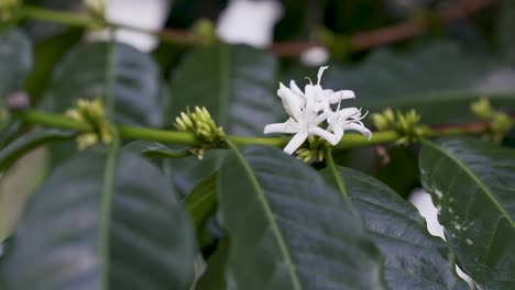 White-flowers-of-coffee-plant-in-bloom,-blooming-arabica-plant-agriculture