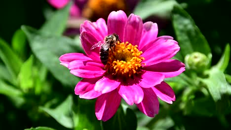Bee-collecting-pollen-from-flower