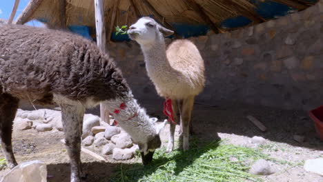 Two-domesticated-llamas-eating-alfalfa-in-a-small-pen