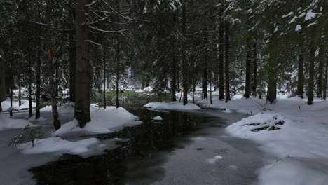 Bosque-De-Pinos-Cubierto-De-Nieve-En-La-Temporada-De-Invierno