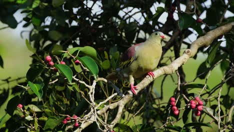 Wagging-its-tail-up-and-down-then-moves-sideways-going-up-to-the-right-of-this-diagonal-perch,-Thick-billed-Green-Pigeon-Treron-curvirostra,-Thailand.