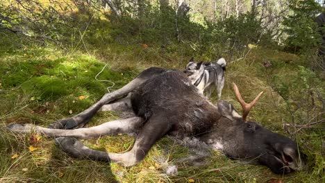 Norwegian-moose-dog-celebrates-a-successful-hunt-by-nibbling-fur-from-the-moose