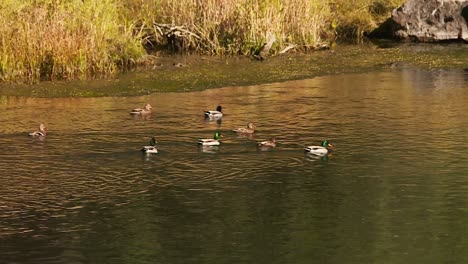 Flock-Of-Dabbling-Mallard-Ducks-At-The-River-In-Black-Canyon-of-the-Gunnison-National-Park-In-Colorado,-United-States