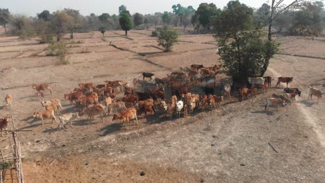 Large-Herd-Of-cows-standing-on-dry-meadow-at-Laos,-aerial