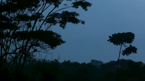 Silhouette-Of-Dove-Birds-Perching-On-Tree-at-Dusk-in-Tropical-forest