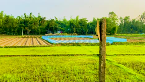 Blick-Von-Einem-Zug-Landwirtschaftlicher-Felder-Auf-Dem-Land-Von-Bangladesch