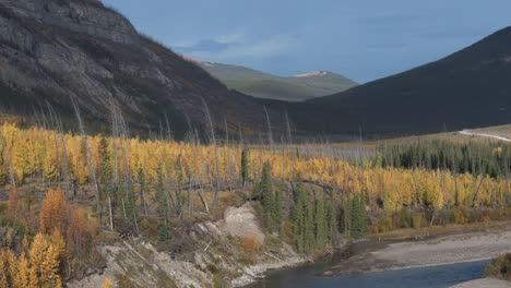 A-slow-moving-aerial-drone-rises-up-above-a-forest-of-evergreen-and-aspen-trees-yellowing-in-autumn-in-the-red-deer-river-valley-near-Ya-Ha-Tinda-Ranch-Alberta,-Canada