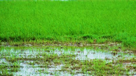 Gelber-Webervogel-In-Der-Nähe-Eines-Sumpfigen-Gebiets-In-Den-Reisfeldern-Von-Bangladesch