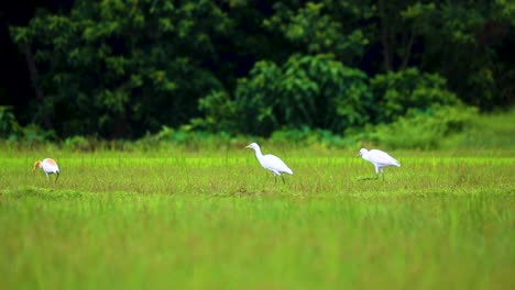 Rural-Scene-Of-Cattle-Egret-Birds-Foraging-Over-Fresh-Green-Fields