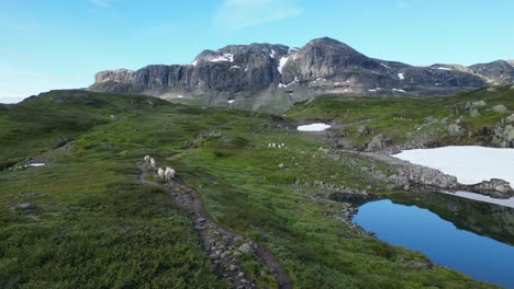 Sheep-walk-through-natural-landscape-in-Vestland,-Vestfold-og-Telemark,-Norway,-Scandinavia