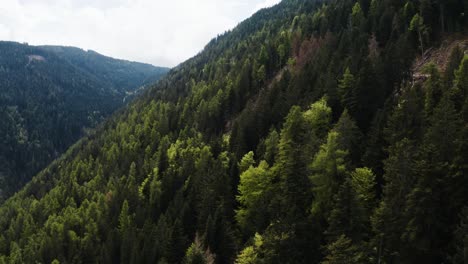 Aerial-view-of-trees-filling-Italy's-lush-mountains