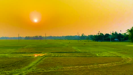 Vista-Panorámica-Desde-Un-Tren-En-Movimiento-De-Campos-Agrícolas-Durante-La-Puesta-De-Sol-En-Bangladesh