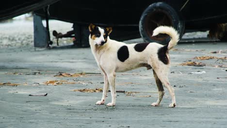 A-white-stray-dog-with-black-spots-walking-in-slow-motion-in-sandy-beach-area-in-Kuakata,-Bangladesh