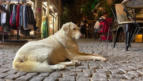 Street-Dog-Chills-on-Cobble-Stone-Streets-in-Cesme-by-Night,-Turkey