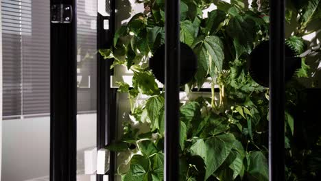 Plants-growing-in-an-artificial-greenhouse,-innovative-growing