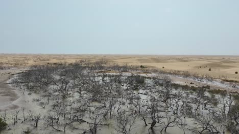 Decomposing-bushes-in-Dumb-Balochistan-due-to-global-warming---Global-warming-effect-on-Pakistan